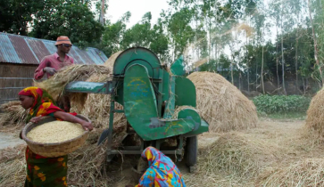 কৃষকেরা সরকারি কেন্দ্রে ধান বেচতে পারেনা, লাভ খায় দালালরা