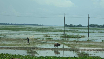 ‘কাঙ্ক্ষিত’ পানি নেই হাওরে, প্রভাব পড়বে মাছ-কৃষিতে